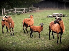 Barbados Blackbelly Gruppe